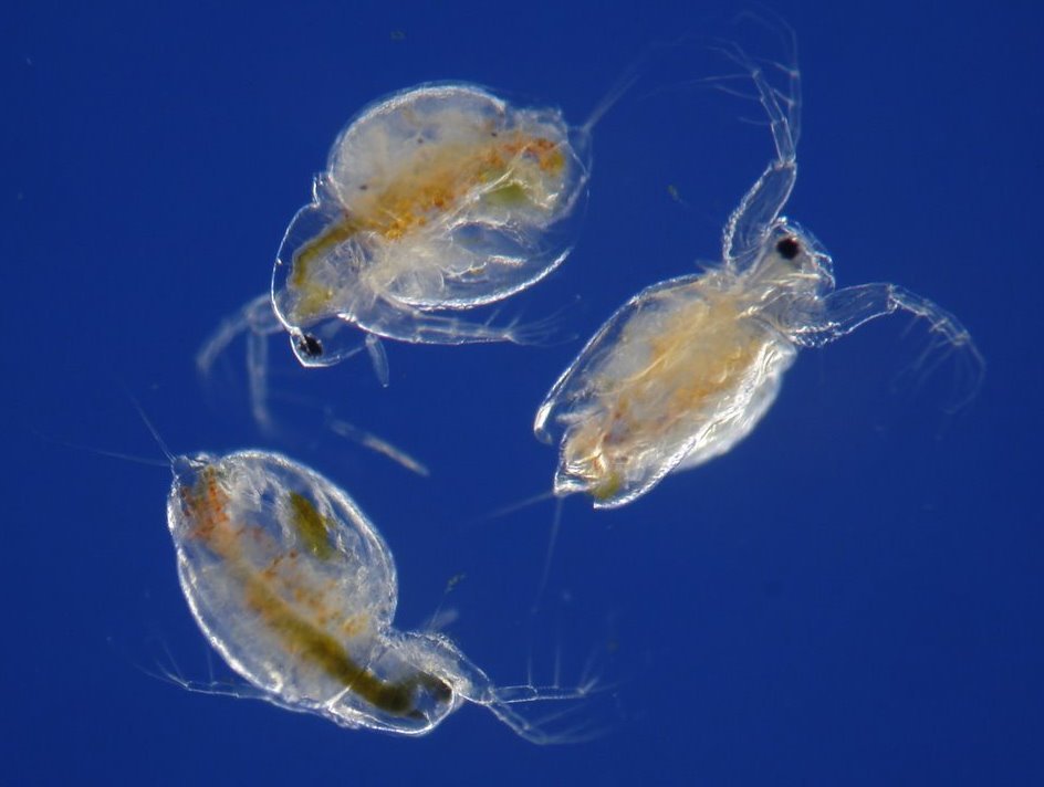 SAN SUPPER BENTHOS TẠO BOBO TRỨNG NƯỚC [SANDO]