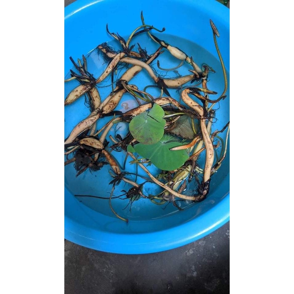 Củ sen đỏ huyết - Ra hoa sau 4 tháng - [THẾ GIỚI HOA CÂY CẢNH] -
