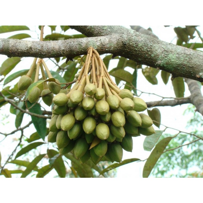 CÂY TRÁM ĐEN NẾP GIỐNG