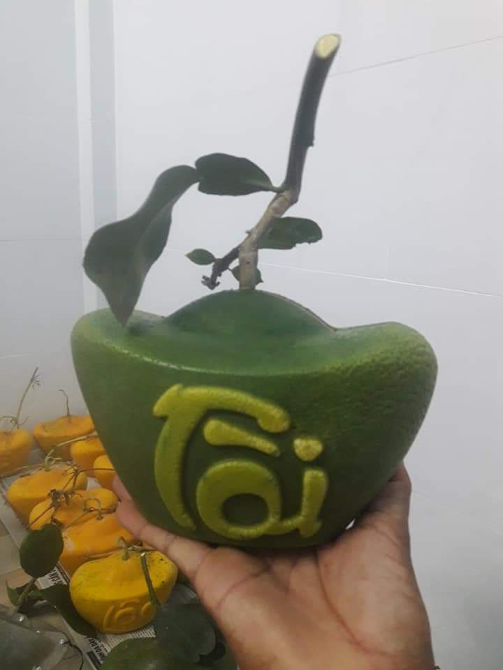 KHUÔN TẠO HÌNH CHO BƯỞI