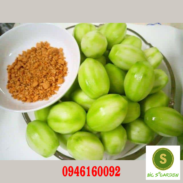 Cây giống Cóc Thái