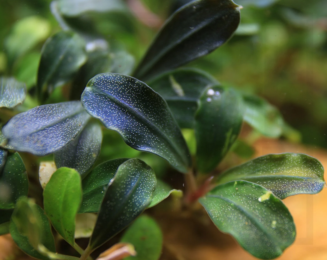 Bucep Phantom - Bucephalandra Brownie Phantom