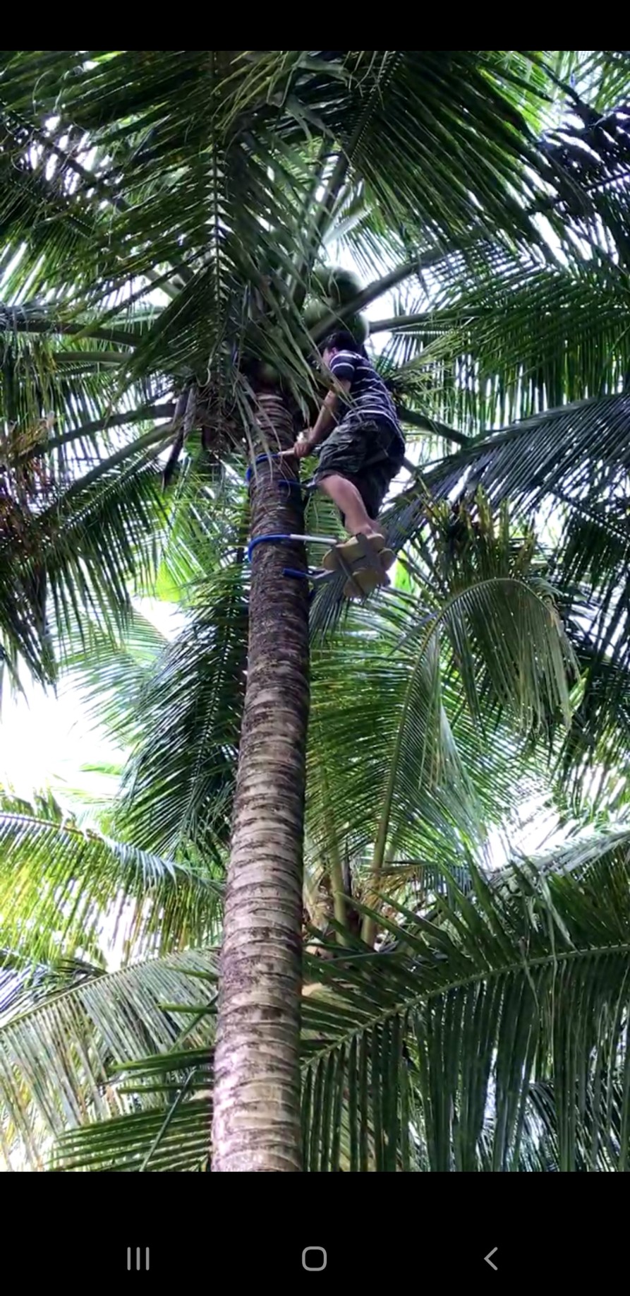 DỤNG CỤ LEO CÂY DỪA KIỂU NGỒI LEO