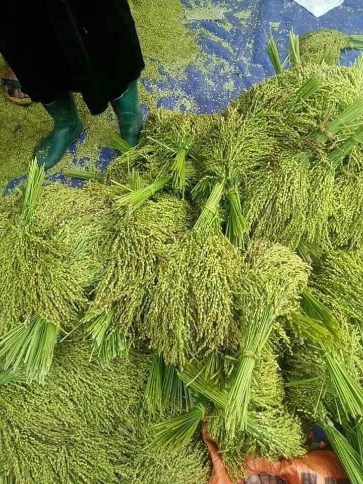 Cốm nếp dẹp