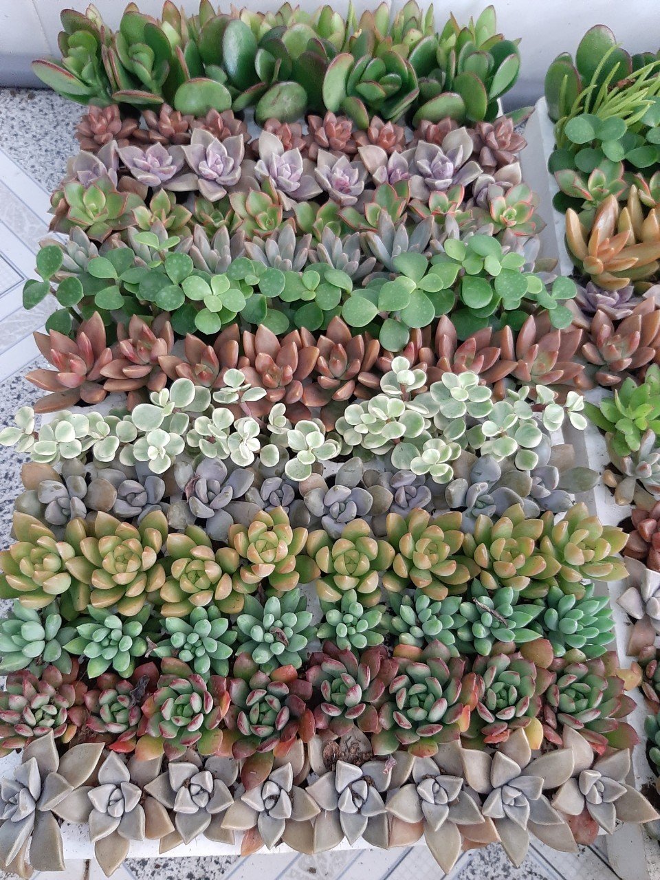 Combo 30 cây sen vỉ (14-20 loại) size vỉ 3-4cm
