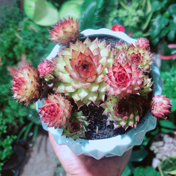 Chậu sen phật bà đỏ