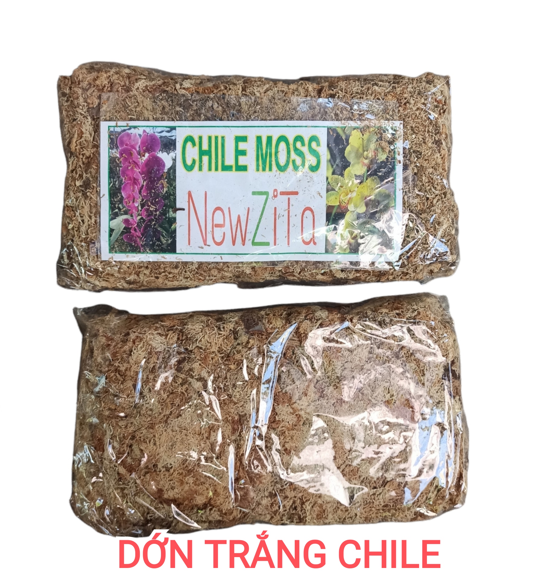 Dớn chile moss - dớn trắng newzita gói 100g