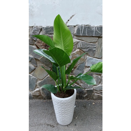 Chậu Cây Trầu Bà Đế Vương