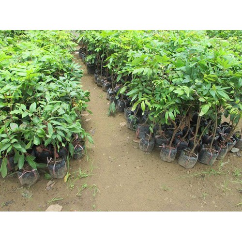 Cây giống nhãn lồng sớm cây giống chuẩn cho năng suất cao