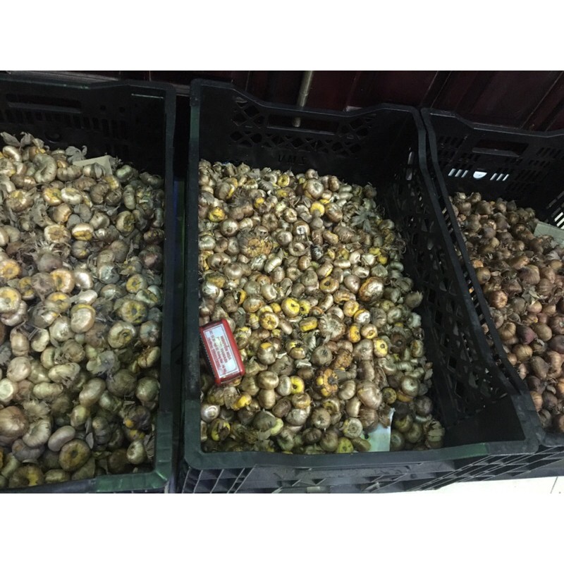 Củ Giống Hoa Lay Ơn Xanh