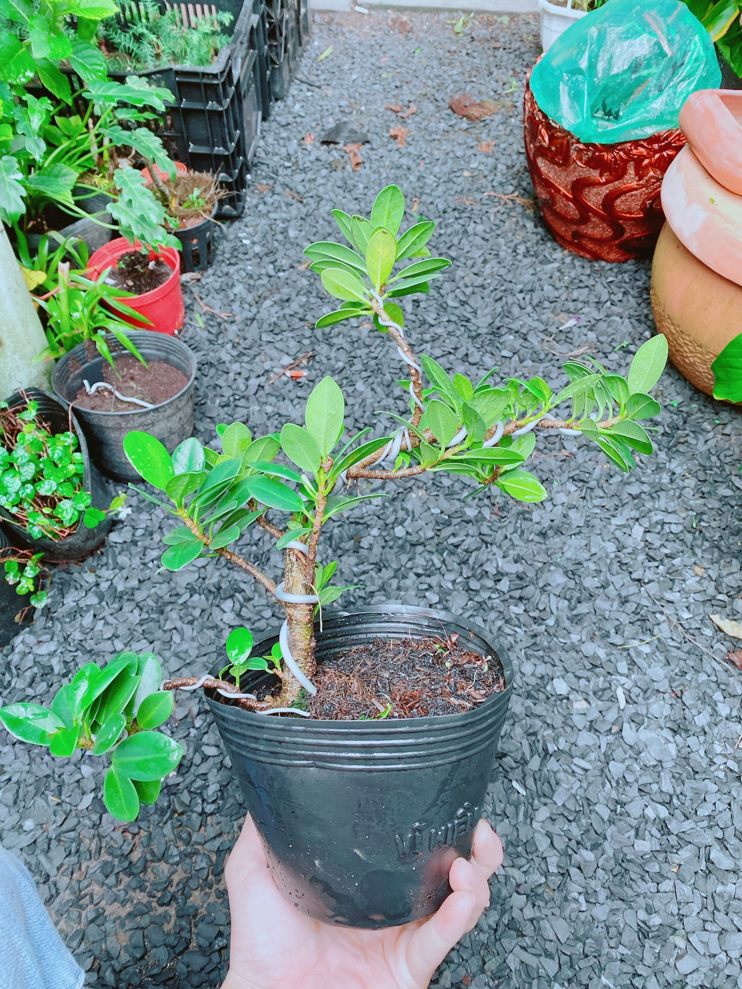 Cây Da Nhật Bonsai