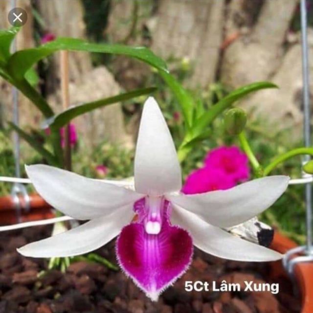 [Học Viện Nông Nghiệp I ] PHI ĐIỆP 5CT LÂM XUNG