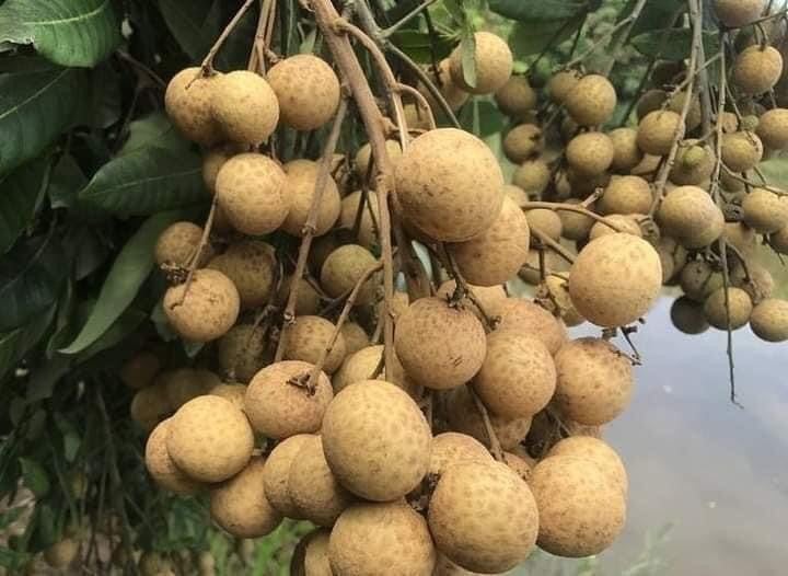 Cây giống nhãn lồng hưng yên ( ruột dày hạt lép nhãn muộn mọng nước vị ngọt đậm)
