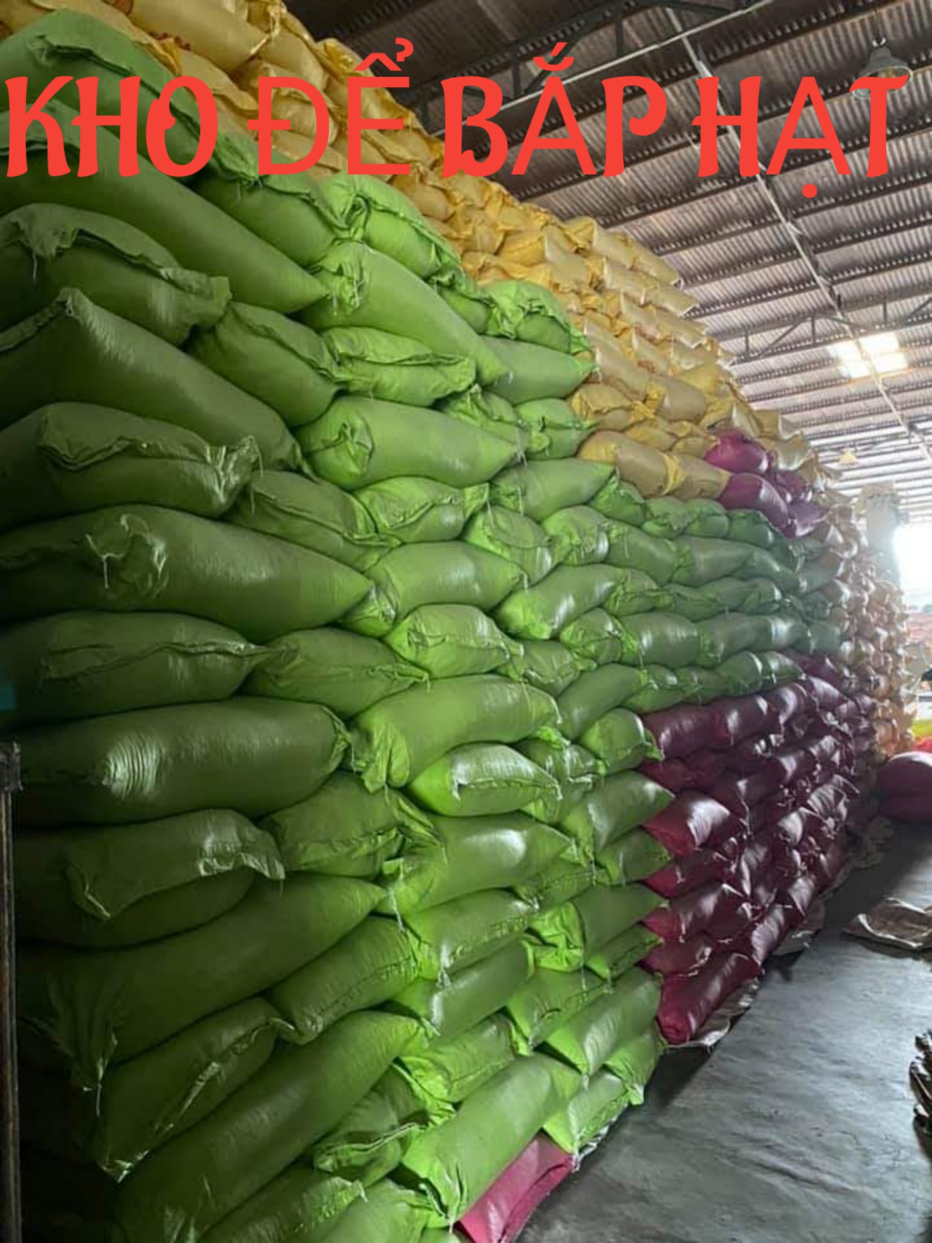 BẮP NẾP HẠT 2KG ( NGÔ NẾP)