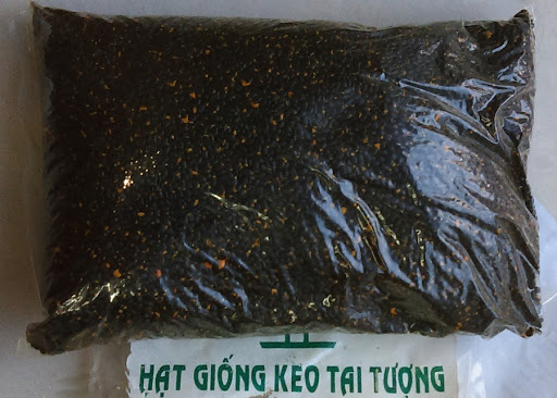 [HCM]Hạt Giống Keo Tai Tượng