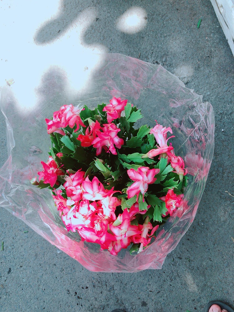 Chậu Hoa Quỳnh Size Đại