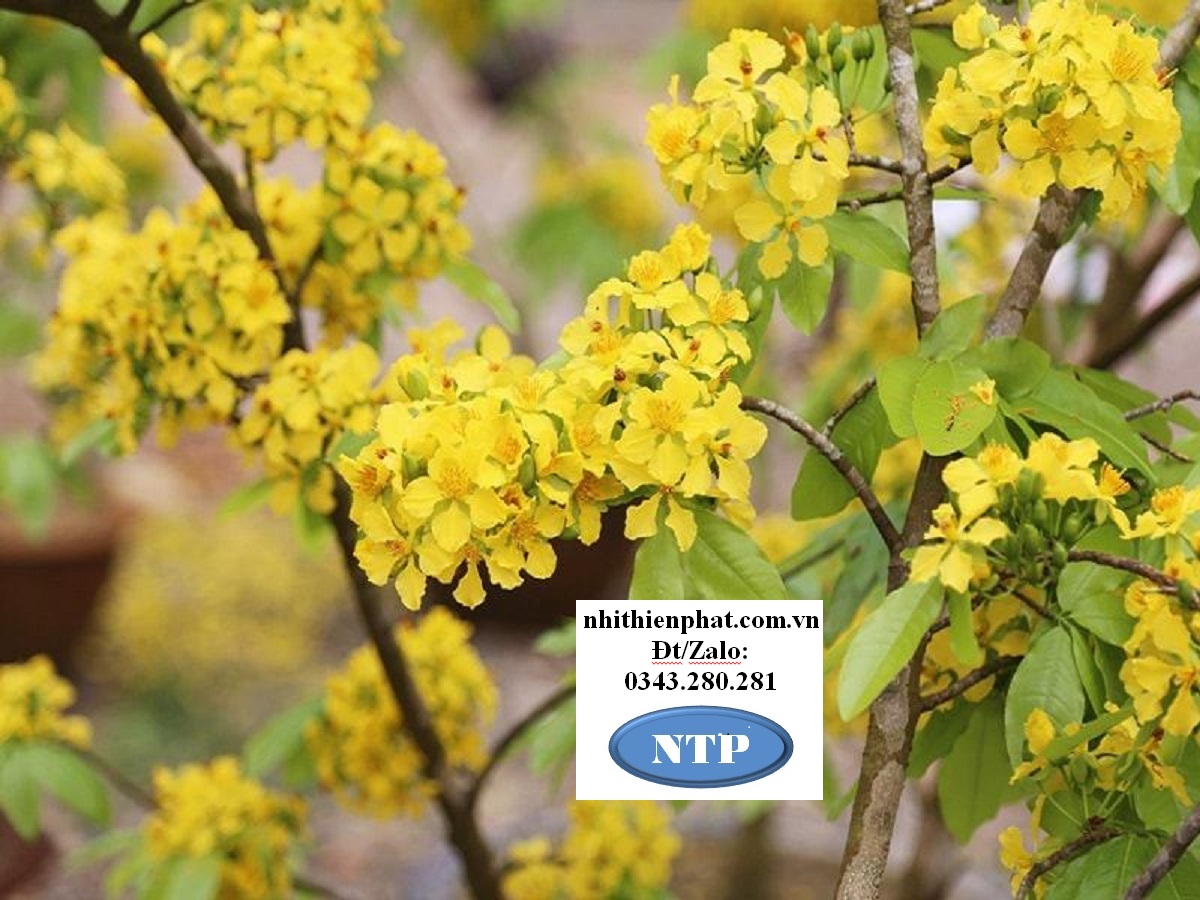 FLOWER Kích bông ra bông đồng loạt trên cây sầu riêng cam chanh quýt bưởi hoa đào hoa mai gói  500 gram (gói)