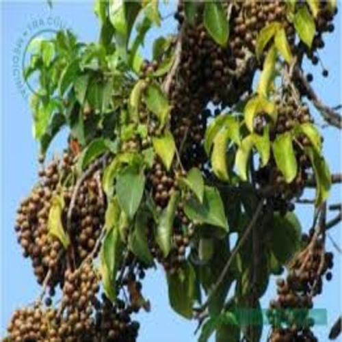 CÂY NHỘI GIỐNG