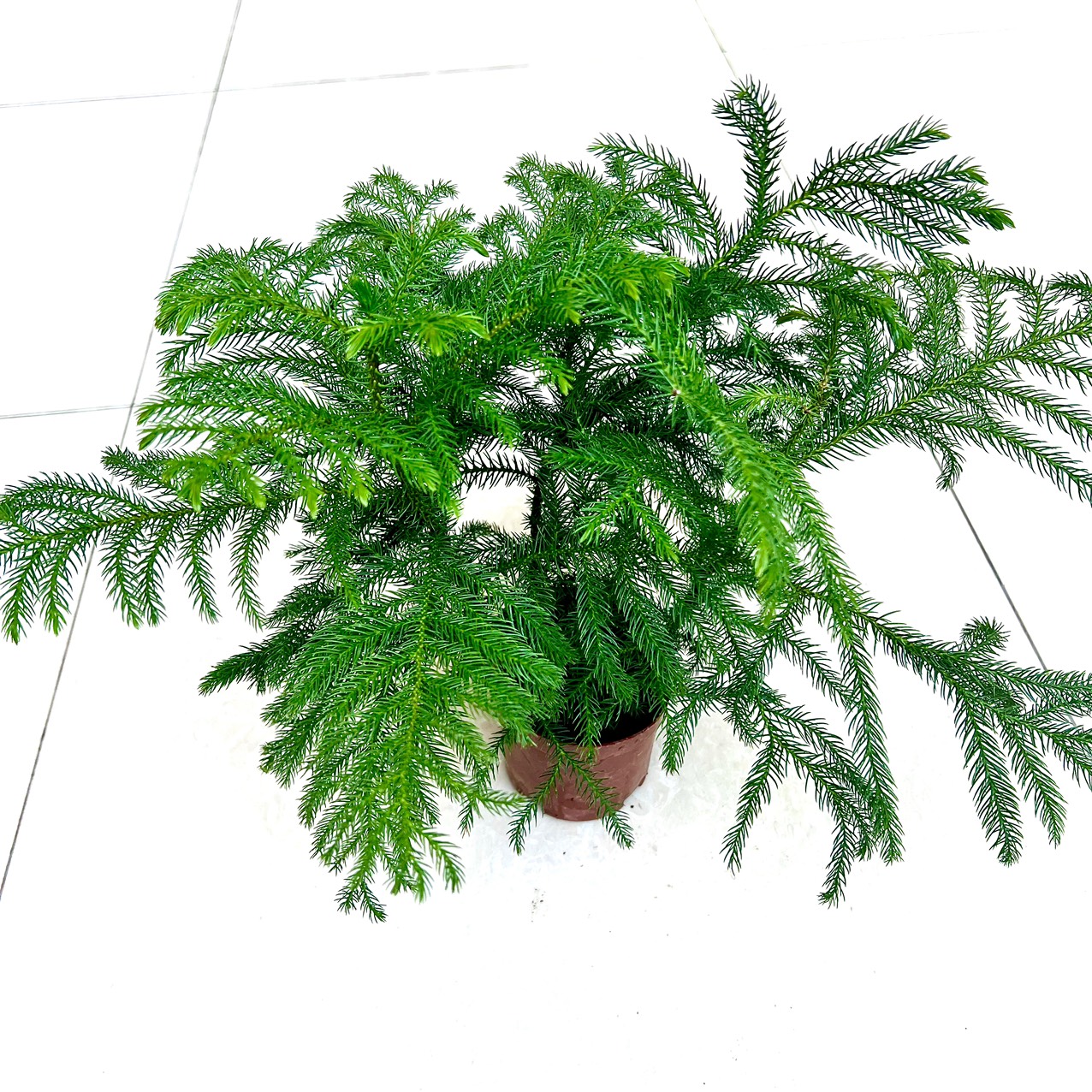 Cây tùng bách tán tam lộc (ảnh thật
