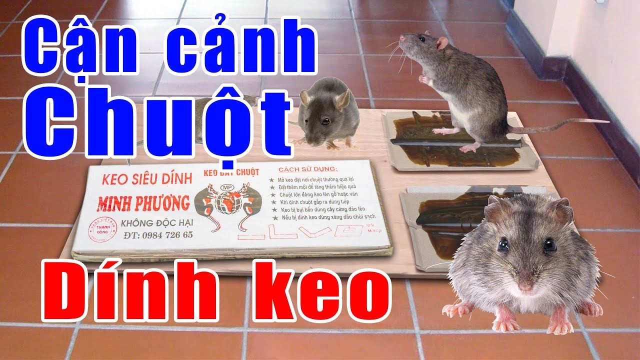 5 hộp keo siêu dính chuột MP