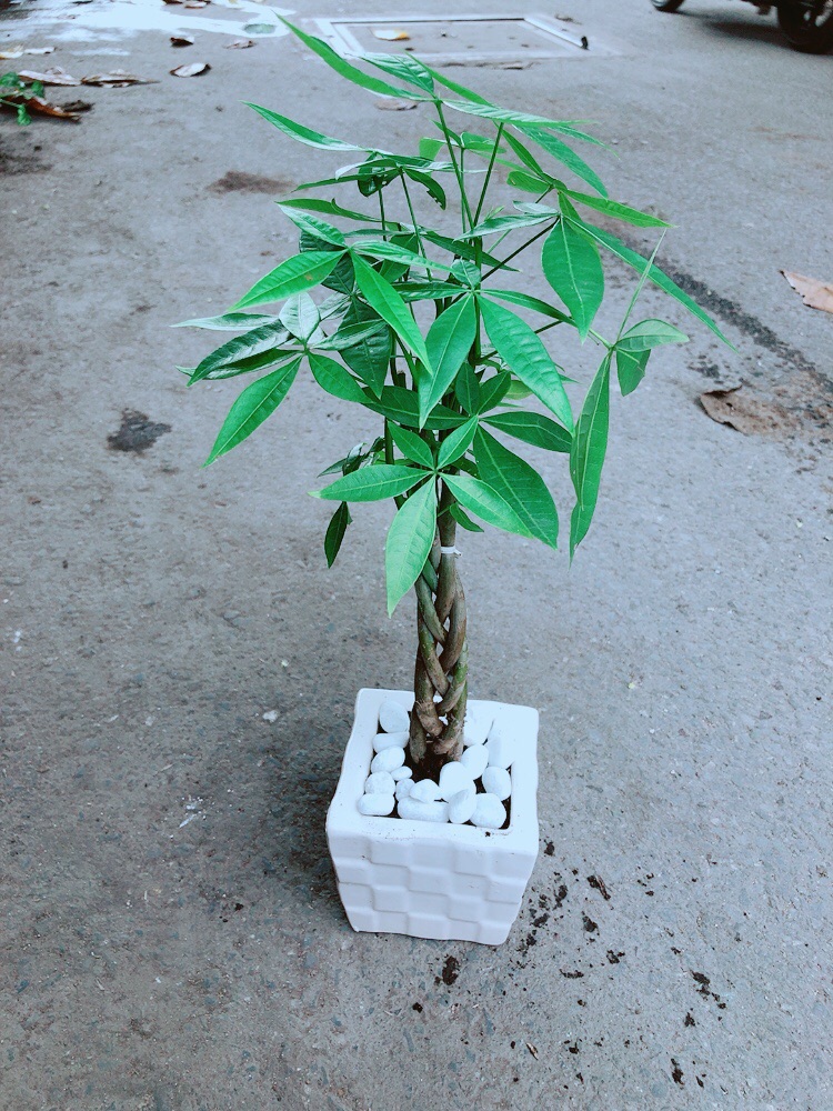 Chậu Kim Ngân Thắt Bính