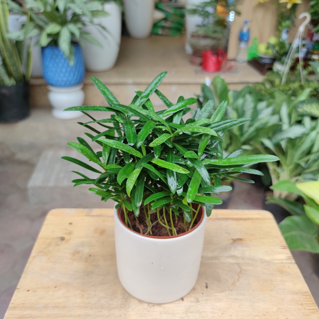 Cây Tùng la hán mini de bàn cực xinh