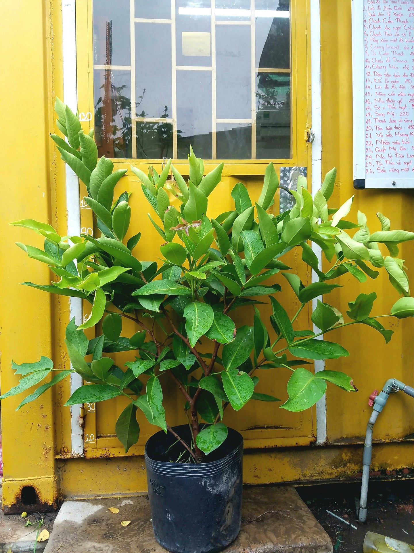 Cây giống Mận An Phước