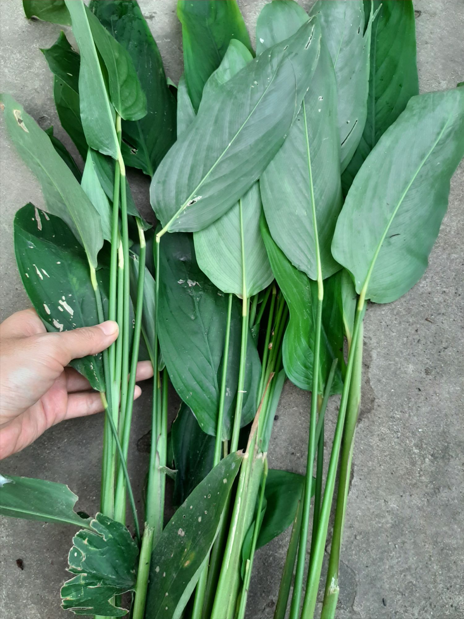 cây giống củ bình tinh ( lùn dài) để trồng lấy củ