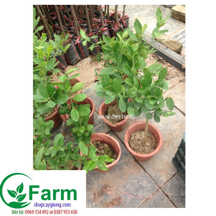 Cây chanh vàng Mỹ nhập khẩu