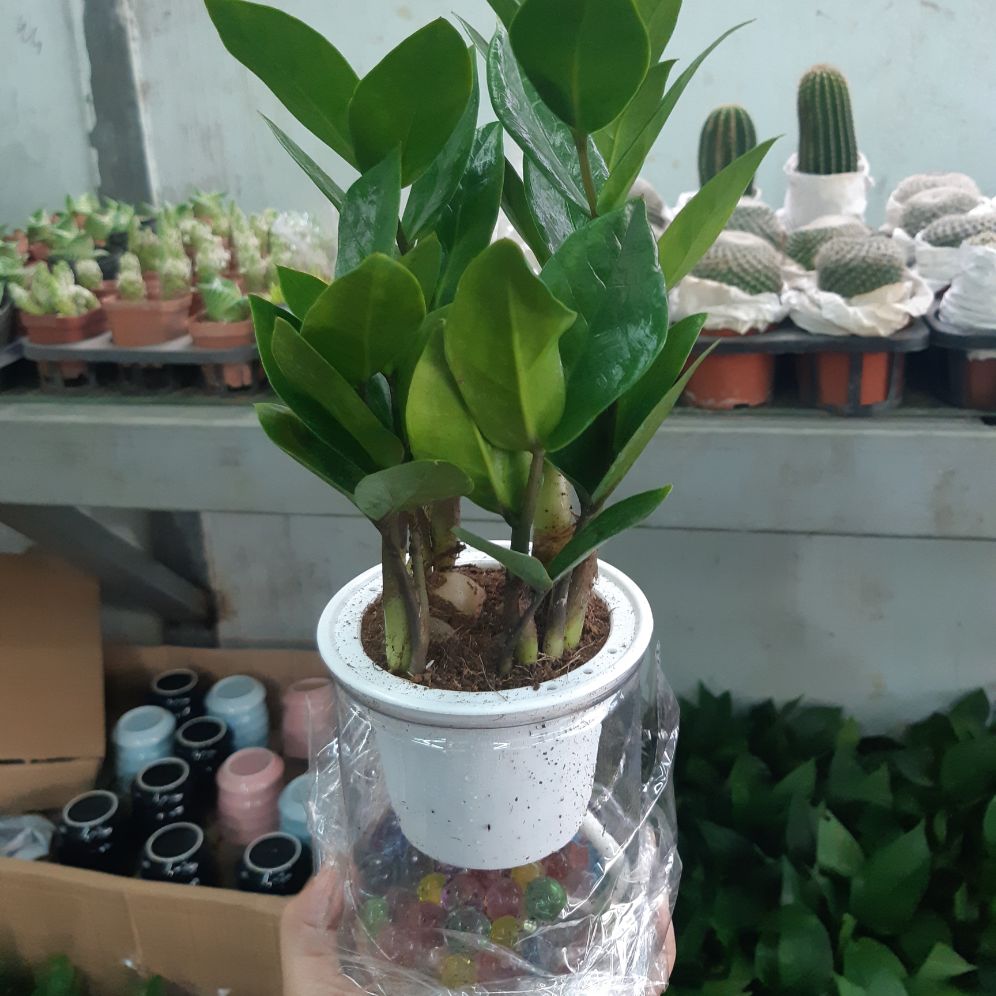 kim tiền thủy sinh