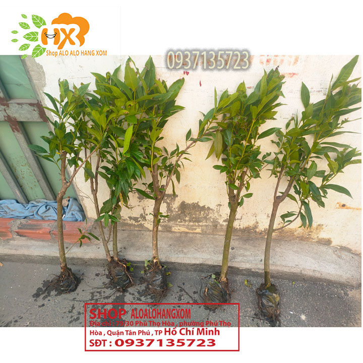 cây vối cây giống -combo 5 cây