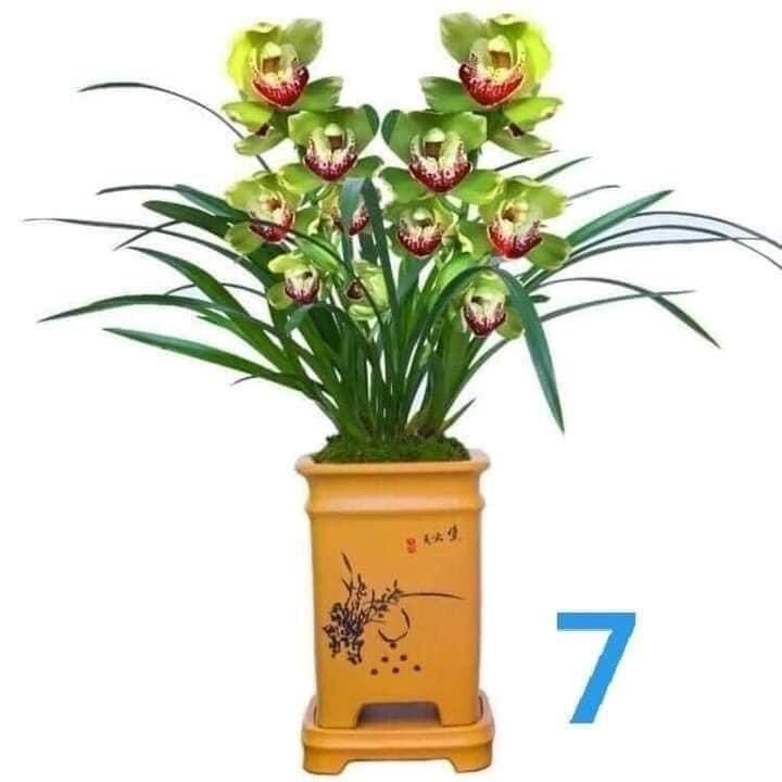 Địa Lan kiếm(1 cây)