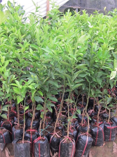 Cây CHANH ĐÀO cam kết mang đến sự hài lòng cho khách hàng