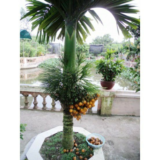 Cây giống cau tứ quý cho quả quanh năm