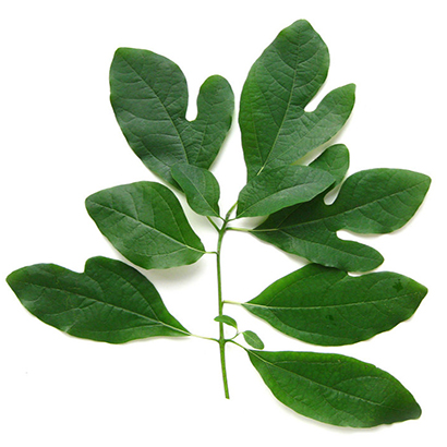 Tinh Dầu Xá Xị - Sasarfas - 10ml