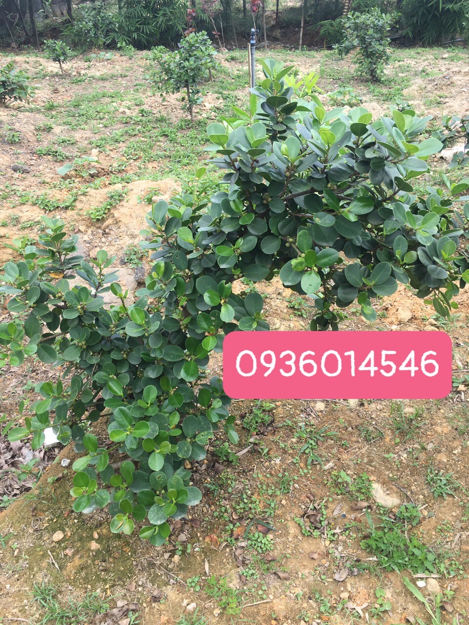 cây Da Nhật - (Cây đa nhật, cây Vạn Phát Gia)