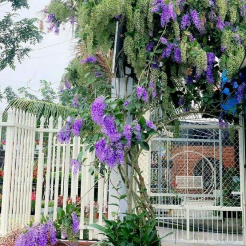 Cây hoa mai xanh thái
