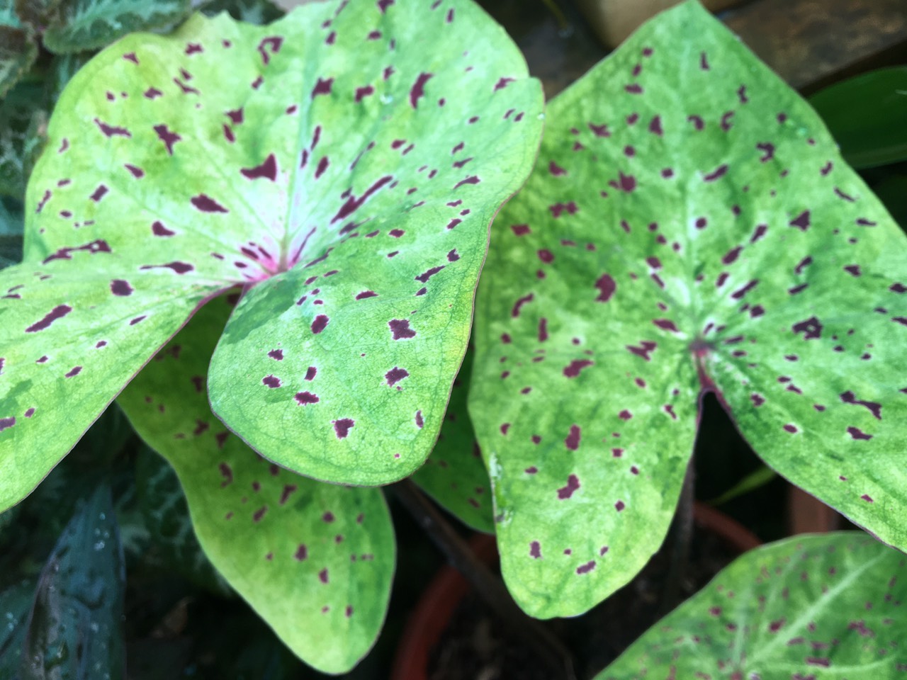 Cây giống caladium môn kiểng ngoại