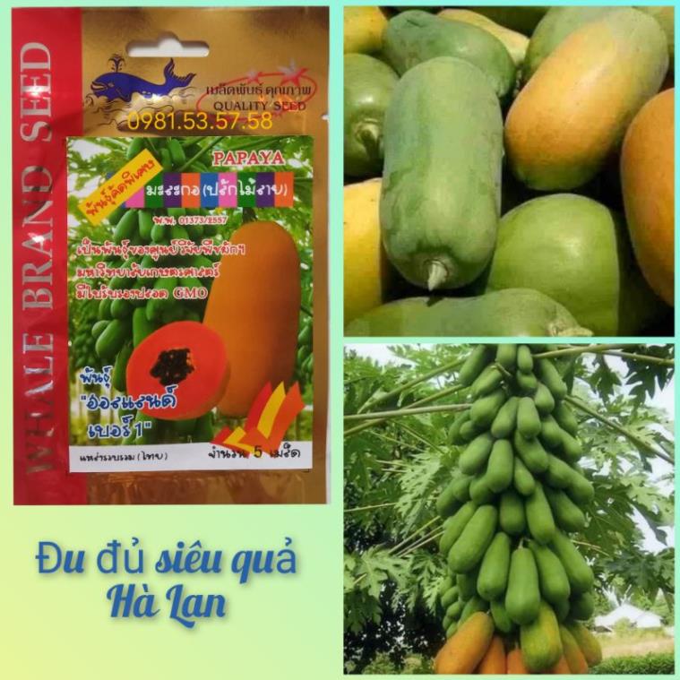 Hạt giống đu đủ lùn siêu trái Hà Lan