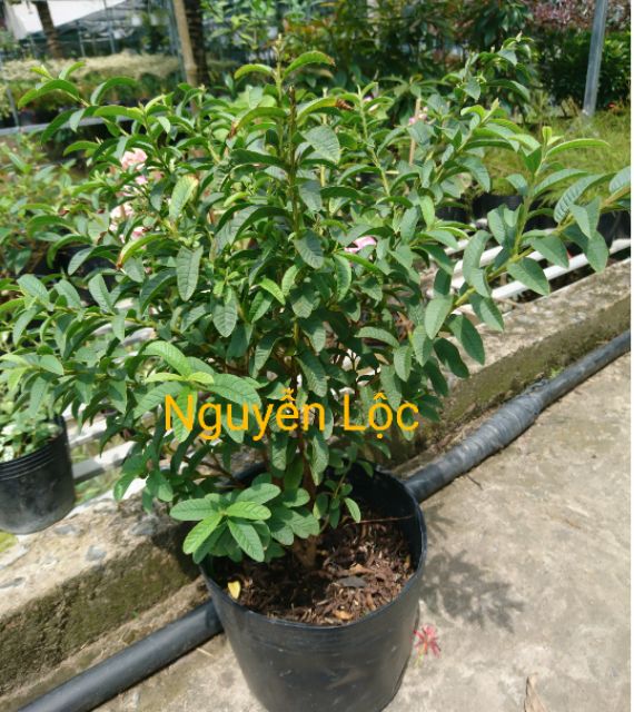 Cây ổi tàu, ổi kiểng, cây to đang quả