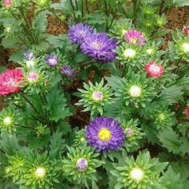 Hạt giống hoa cúc đài loan  cúc magic mix màu -  50 hạt