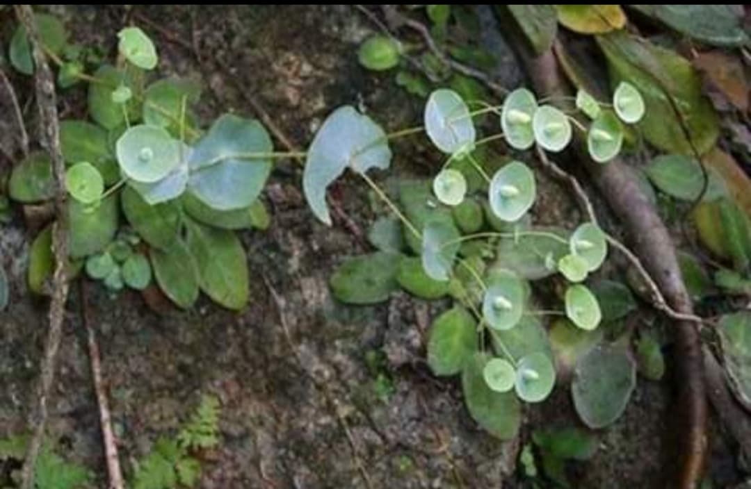 200 gram Cây xuyên tâm khô