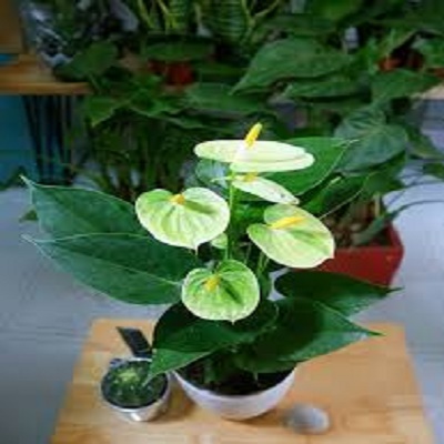 chậu cây hồng môn
