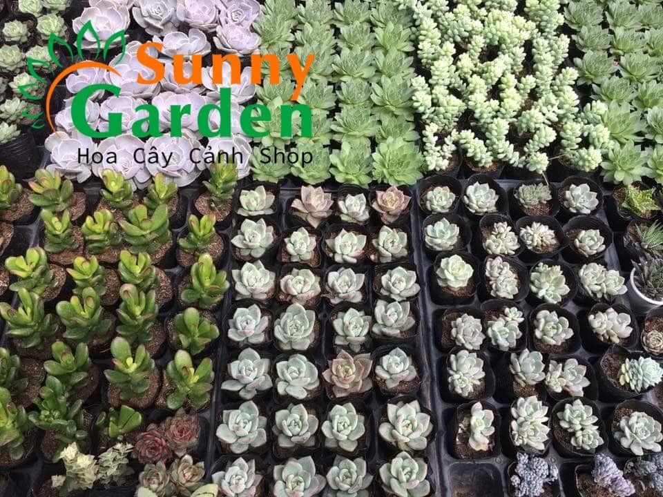 Combo 20 Sen Đá Size Vừa Chọn Ngẫu Nhiên