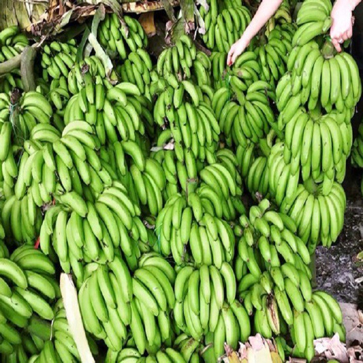 cây giống Chuối tiêu hồng nuôi cấy mô