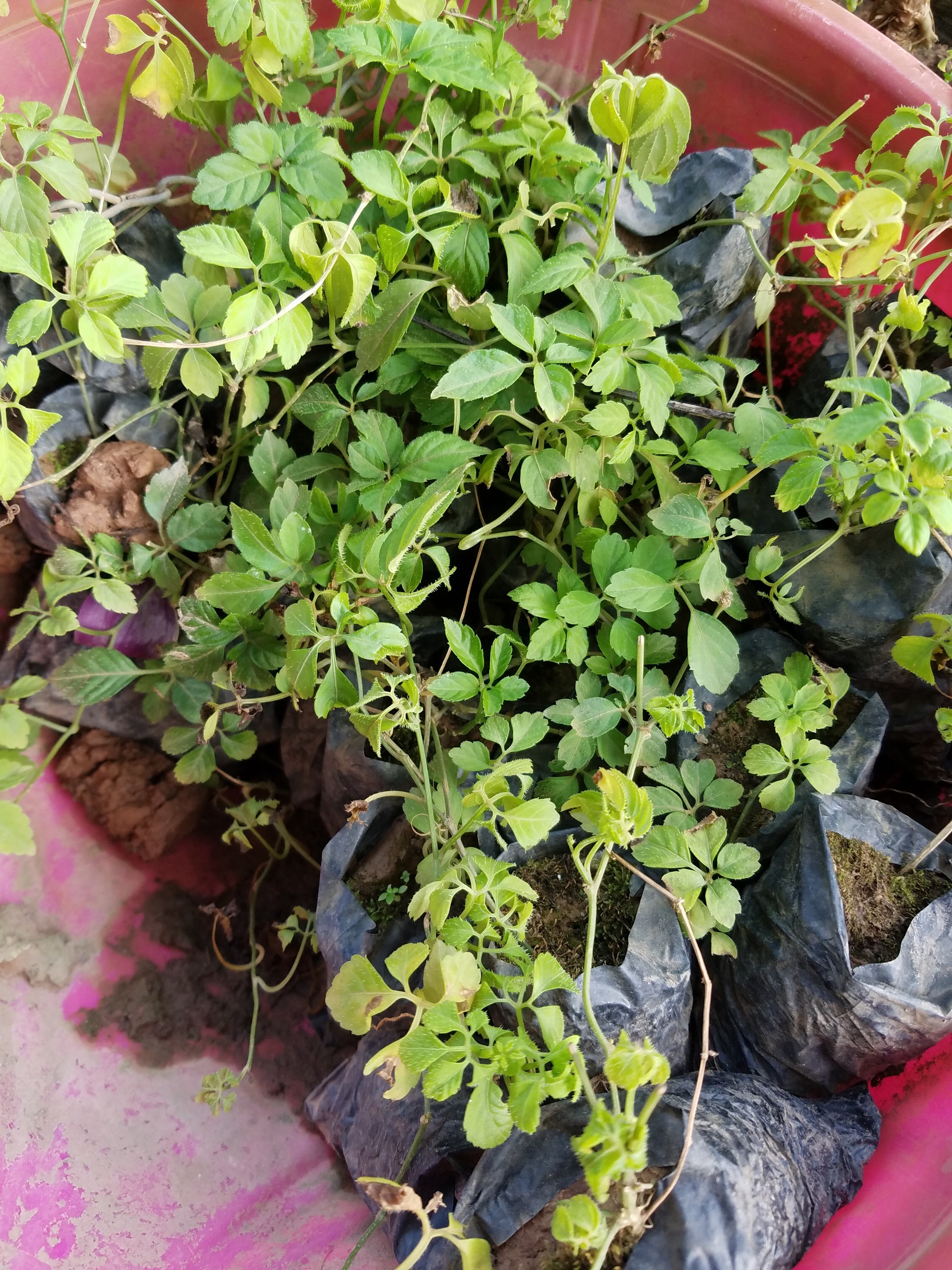 Giảo cổ lam 5 lá chuẩn