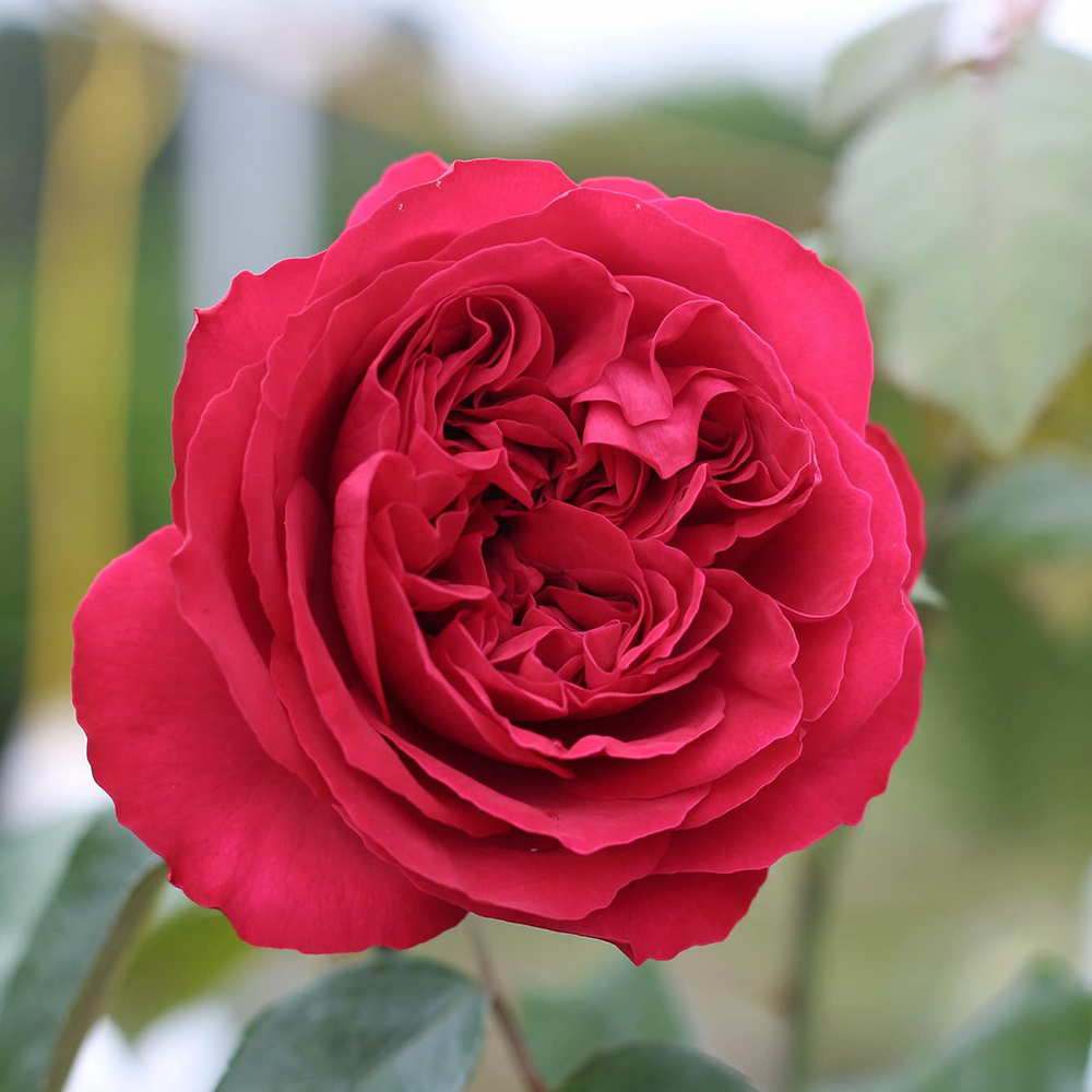 Hoa hồng leo Pháp Red Eden rose - hoa thơm, cây khoẻ