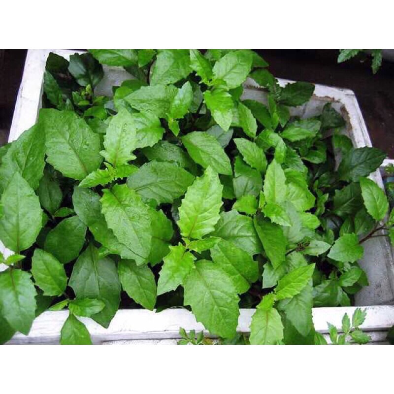 3 bầu cây rau lủi xanh, rau bớp( cây rau bầu đất, cây giống hình)