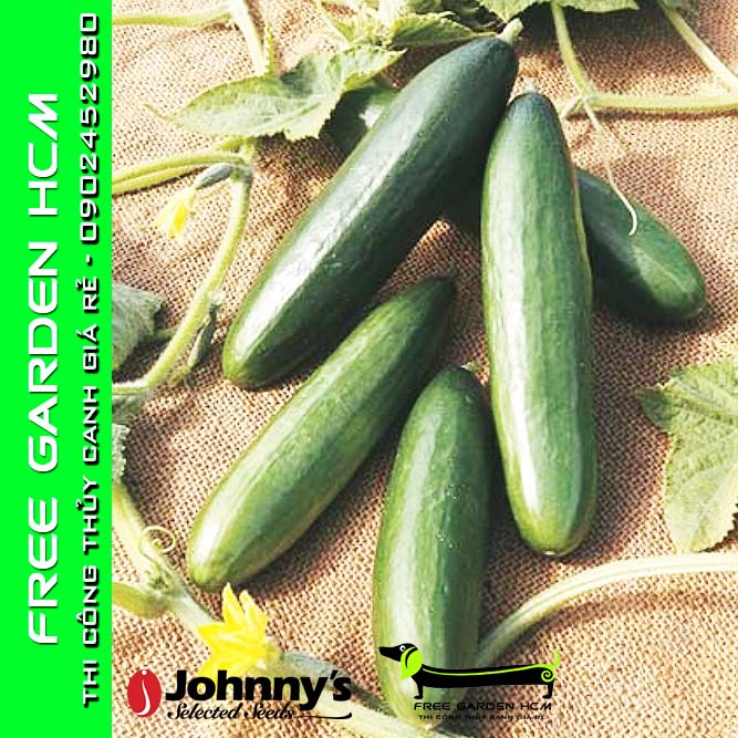 COMBO 10 HẠT DƯA LEO (DƯA CHUỘT) DIVA - Johnny’s Seed – Mỹ