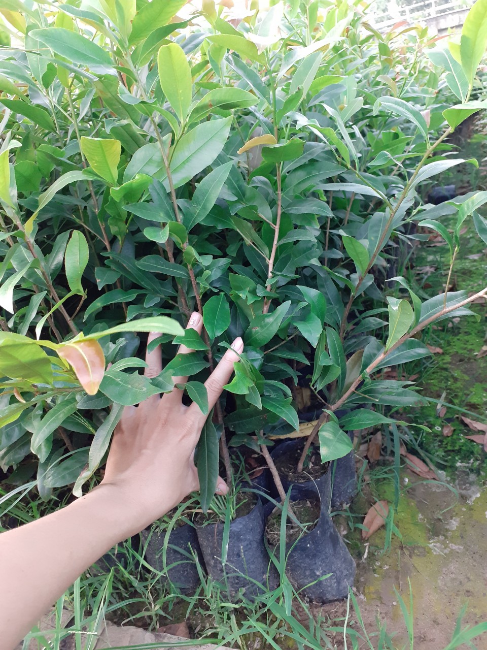 Combo 10 cây mai con ko quấn rễ ( rễ nôm )